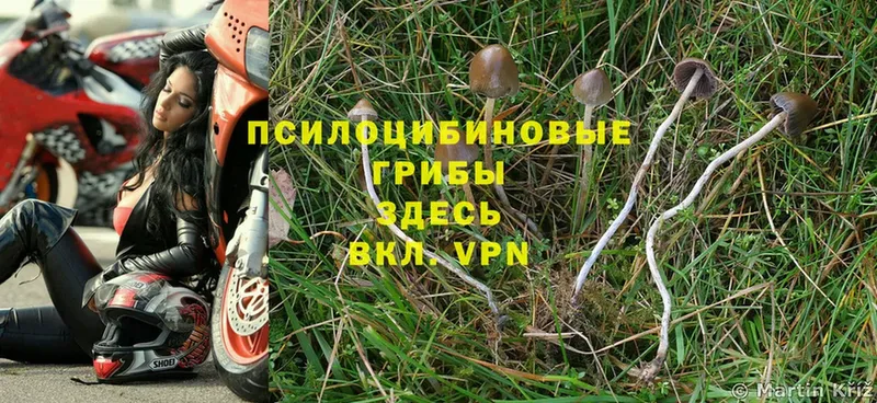 mega вход  Белинский  Псилоцибиновые грибы Magic Shrooms 